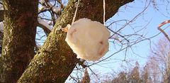 boule graisse 1.bmp