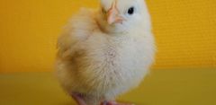 poussin 1.jpg